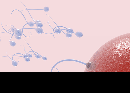 Индукция овуляции