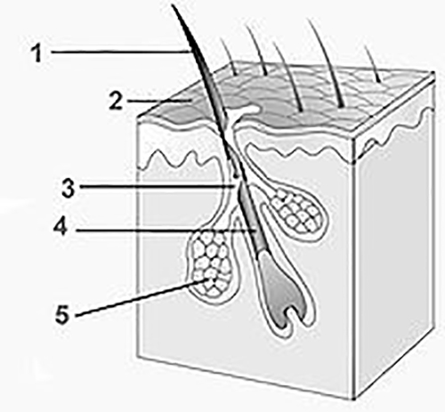 волосяные фолликулы