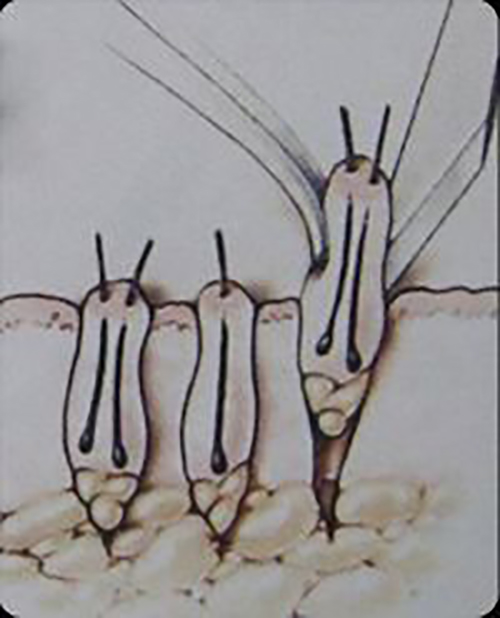Процедура трансплантации волос